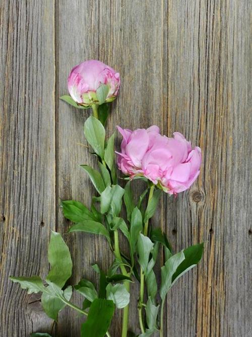 ALEXANDER FLEMING PINK PEONIES